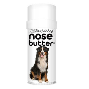 Bernese Mountain Dog nose chapped