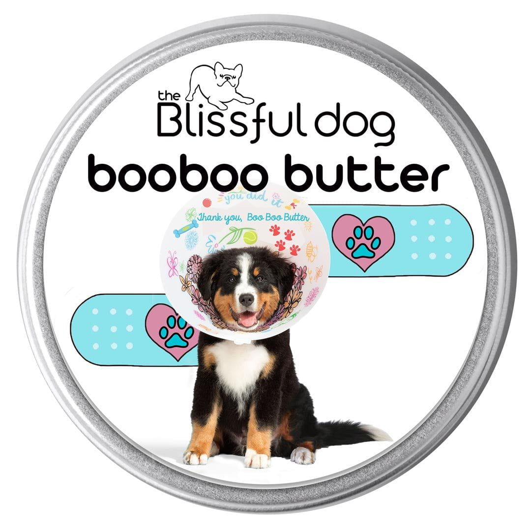 bernese mountain dog boo boo butter