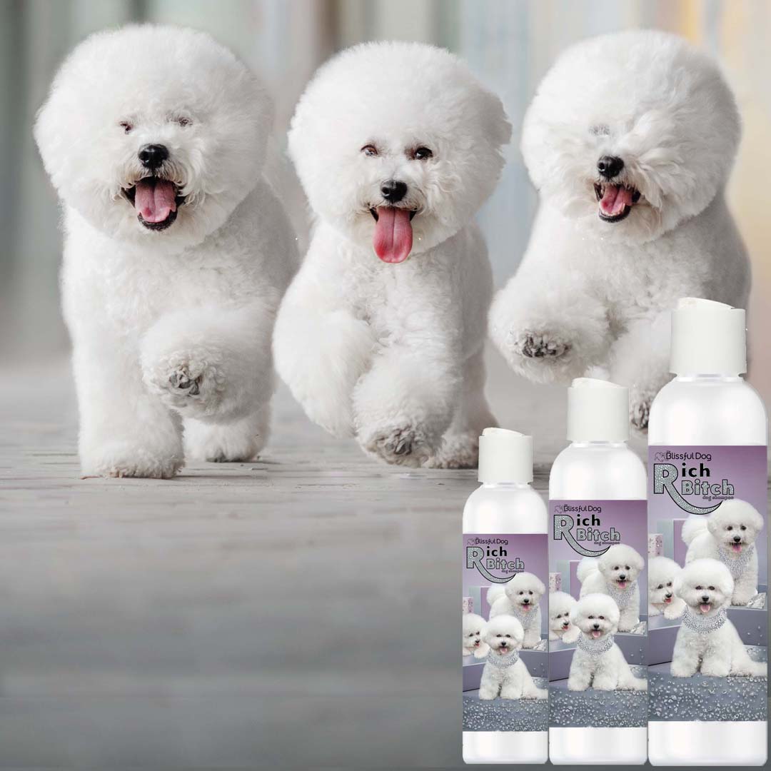 Special Human Shampoo For Bichon Frise Dog