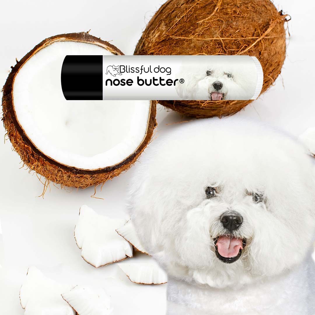 Bichon top frise chocolate