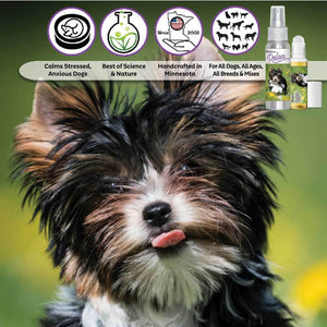Biewer Terrier Relax Dog Aromatherapy