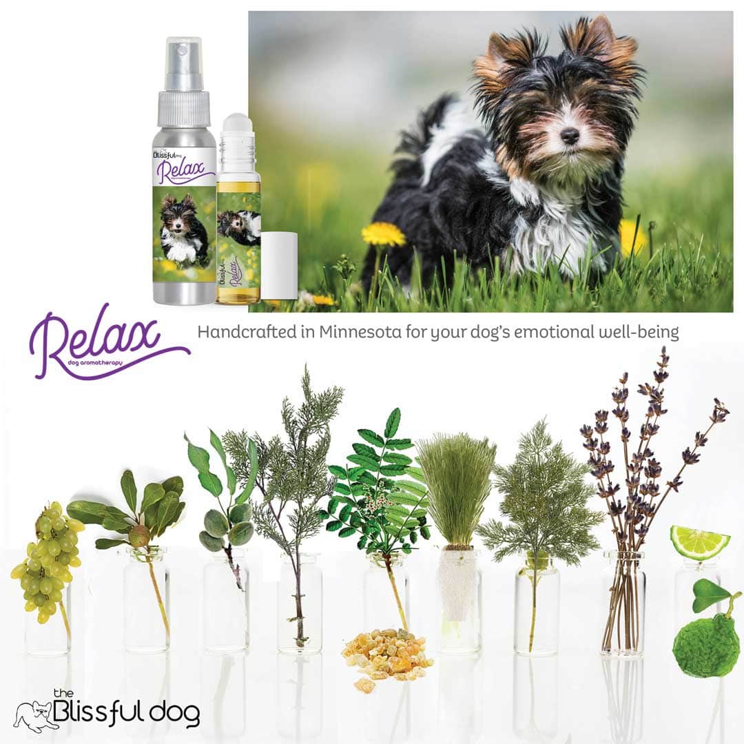 Biewer Terrier all natural