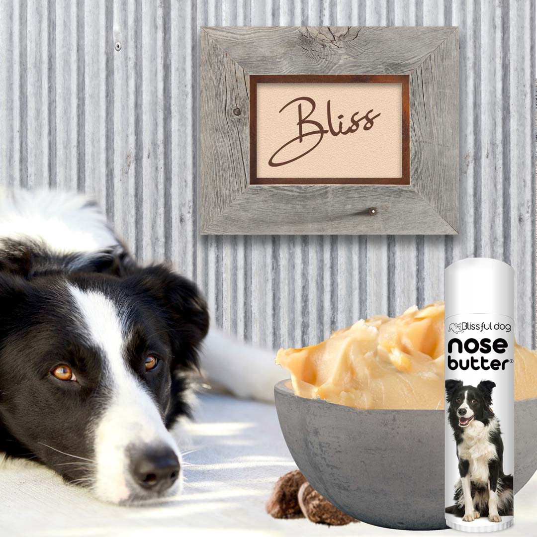 border collie rough nose treatment