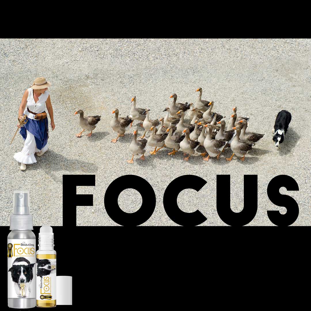 Border Collie herding geese