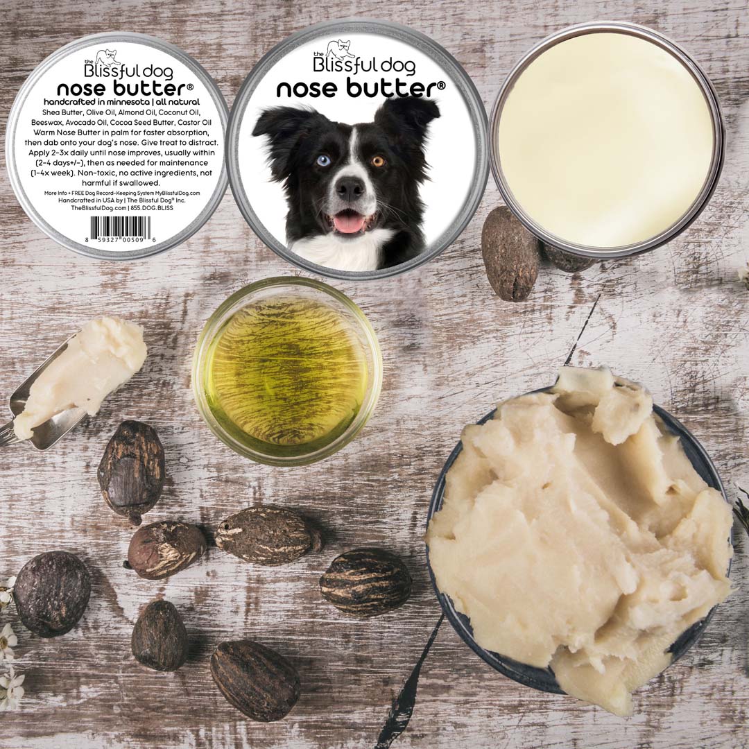 border collie dry nose