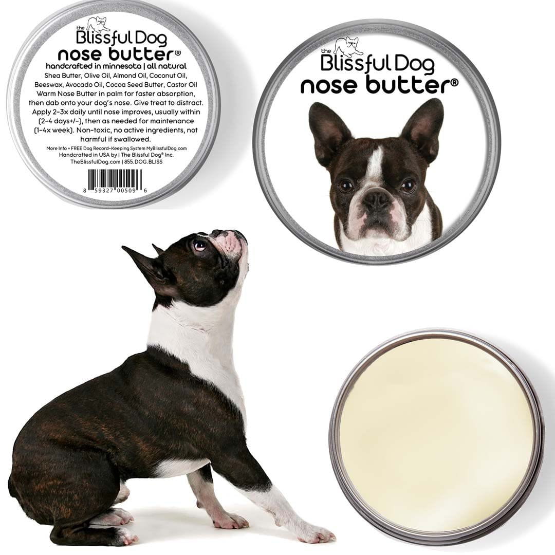 Boston Terrier nose butter