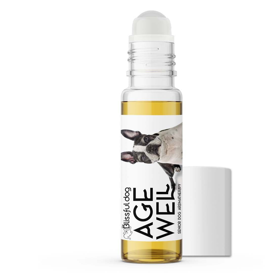 old boston terrier support