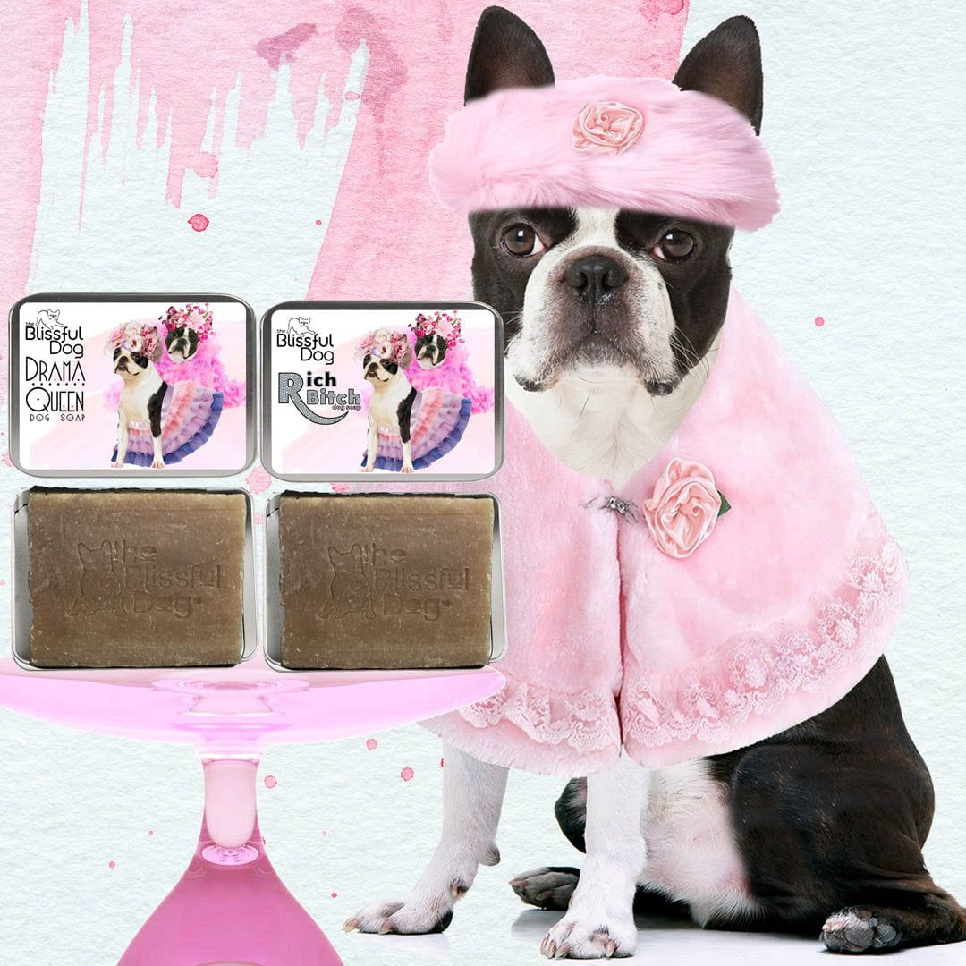 Rich Bitch Drama Queen Boston Terrier Shampoo for Opulent Bathing