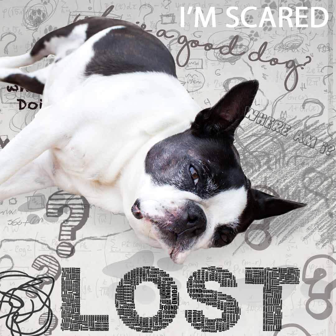 Boston Terrier Cognitive Function