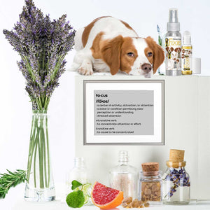 BRITTANY spaniel focus dog aromatherapy