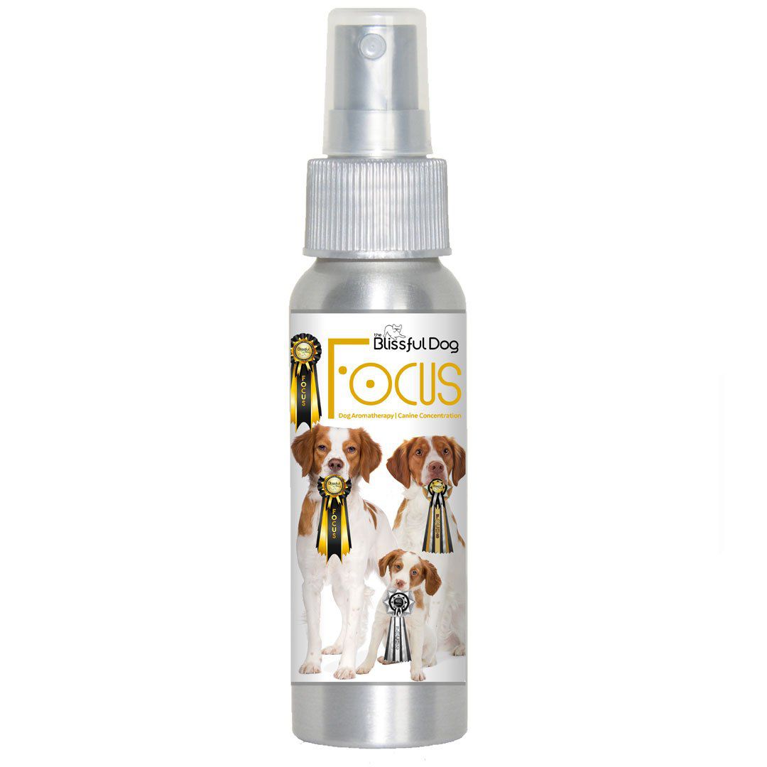 BRITTANY focus dog aromatherapy
