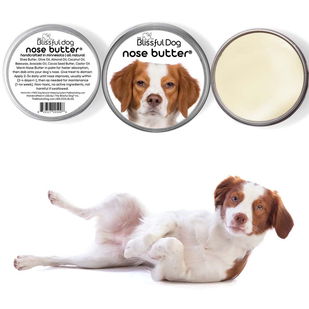 Brittany dog nose is dry