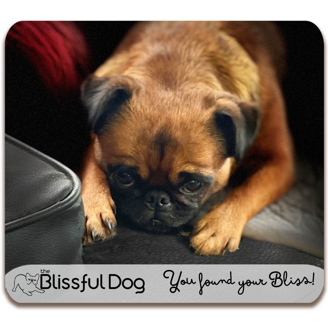 brissels griffon gift