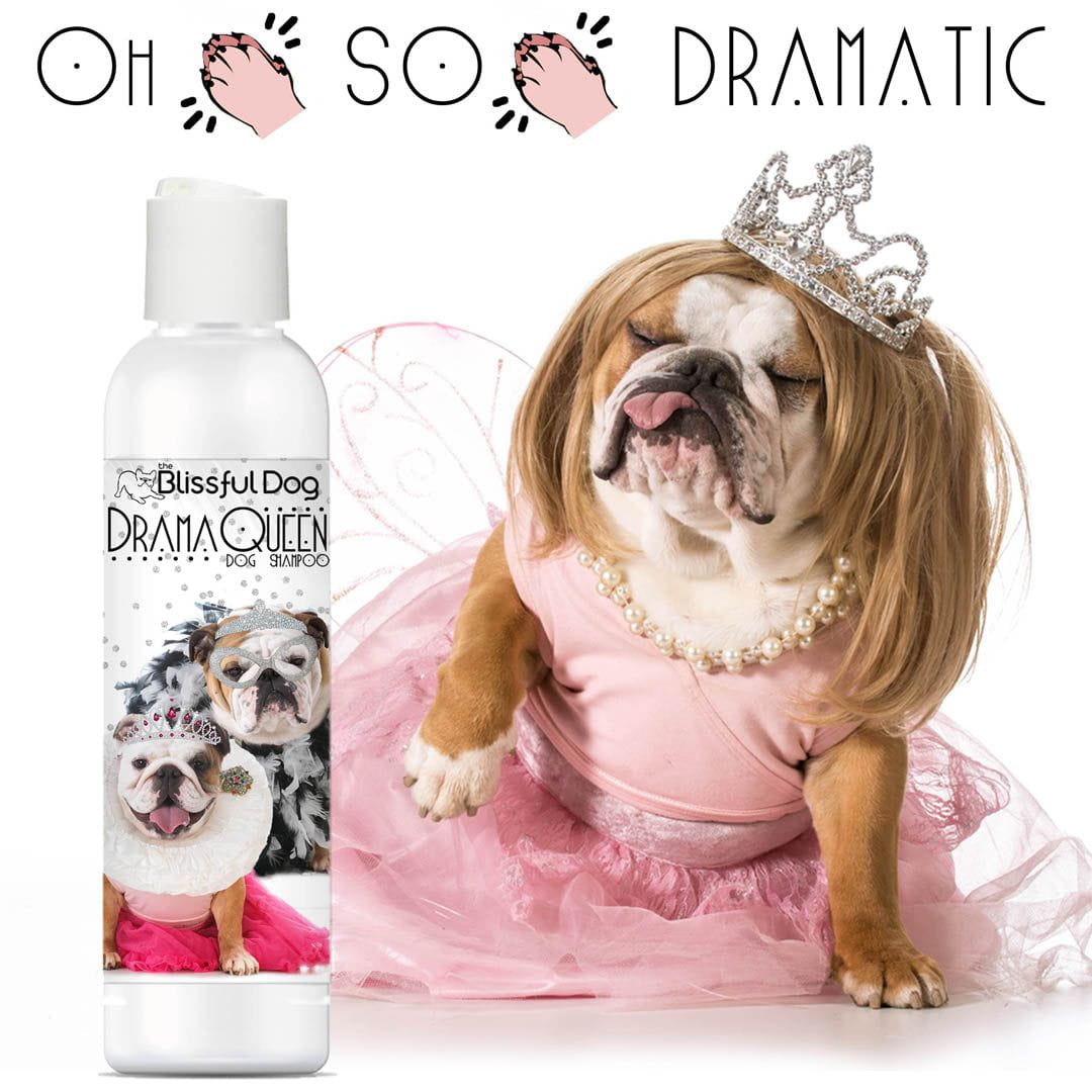 Rich Bitch & Drama Queen Shampoo = Golden Retriever Dog Bathing Bliss