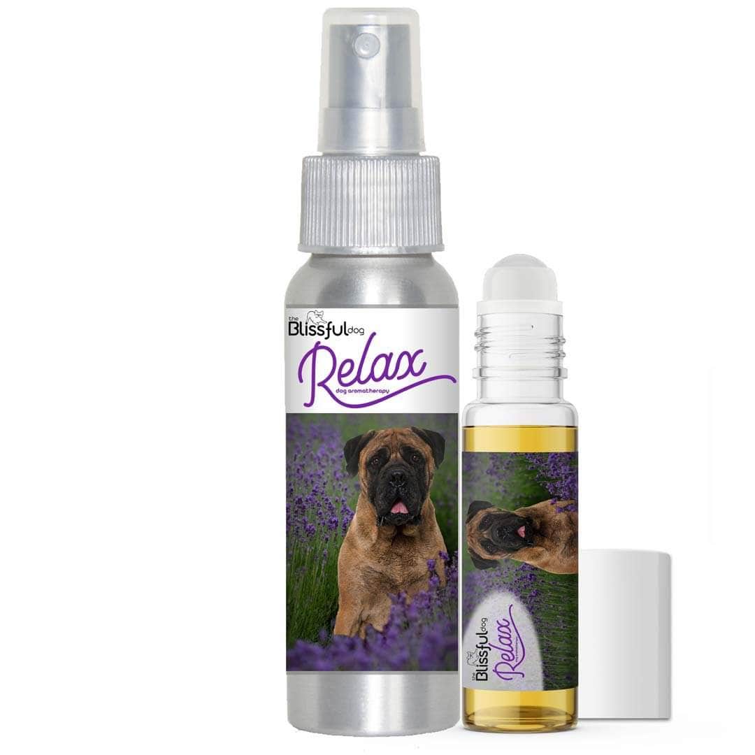 Bullmastiff dog aromatherapy