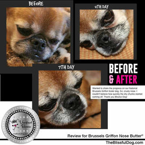 before & after nose butter Brussels Griffon