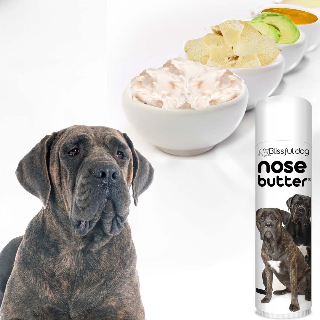 Cane Corso Nose is crusty