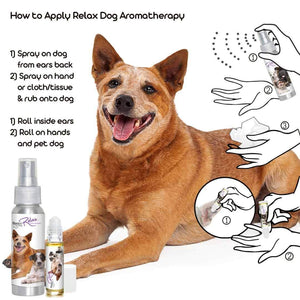 Using Australian Cattle Dog Relax Dog Aromatherapy