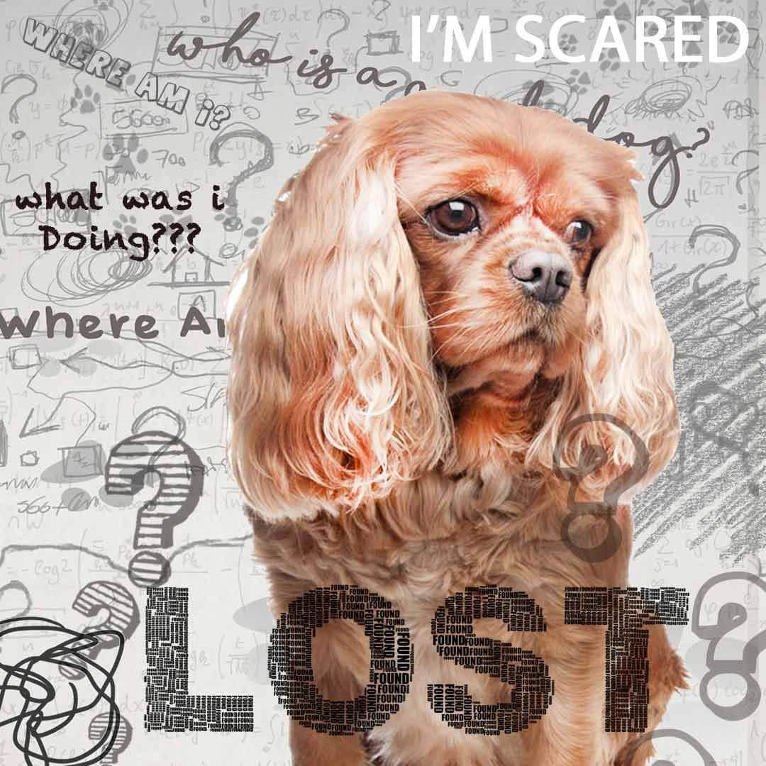 Cavalier King Charles Spaniel cognitive loss