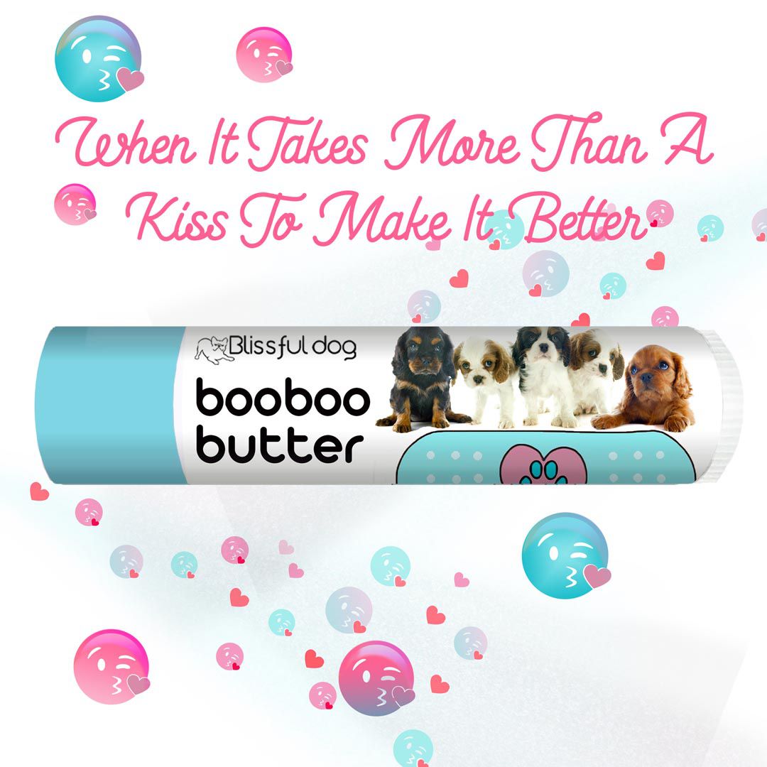 cavalier king charles spaniel puppies