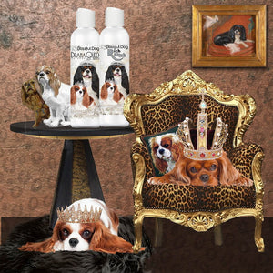 Cavalier King Charles Spaniel dog shampoo