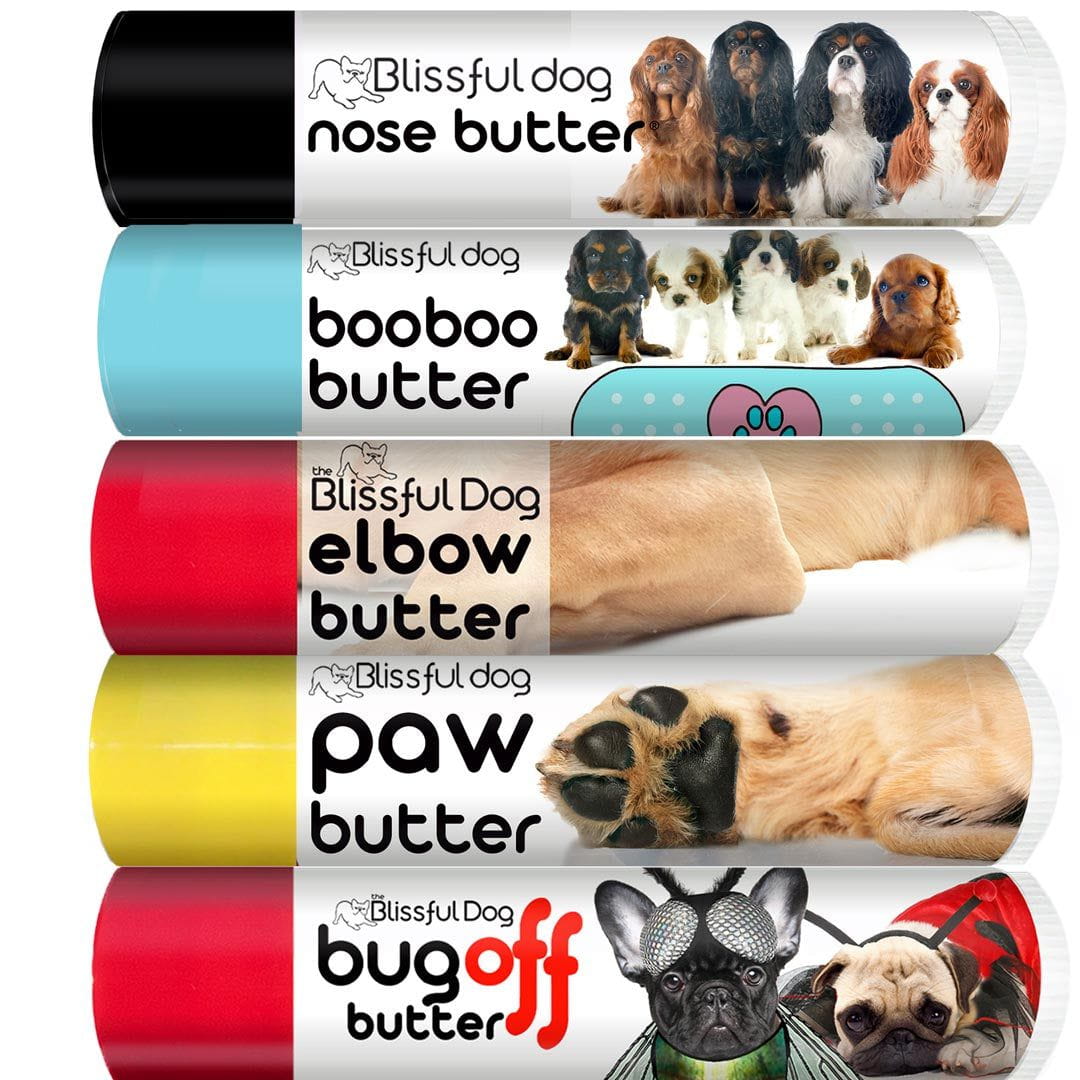 cavalier king charles spaniel skin care