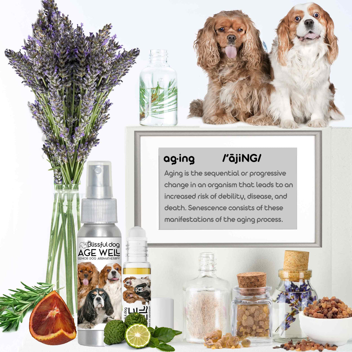 cavalier king charles spaneil senior care