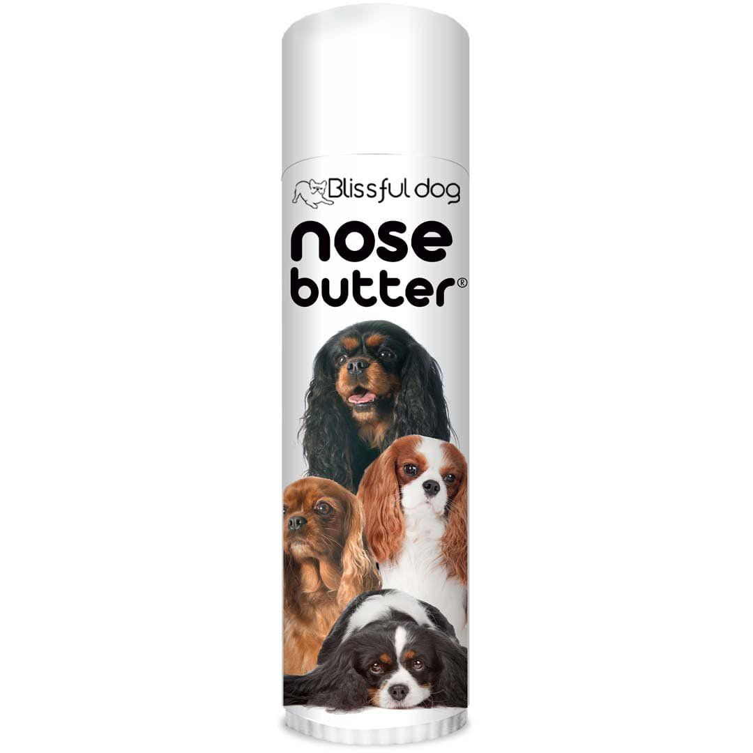 Cocker spaniel top dry nose