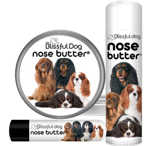 cavalier king charles spaniel chapped nose