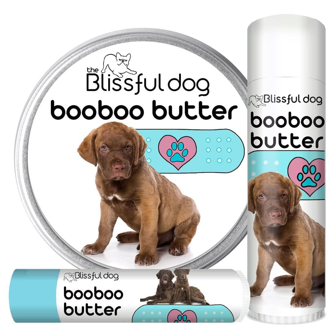 Boo boo hotsell butter for dogs