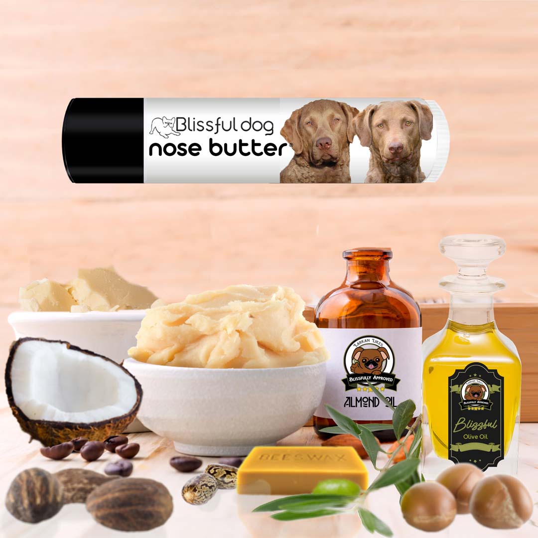 Chesapeake Bay Retriever itchy help