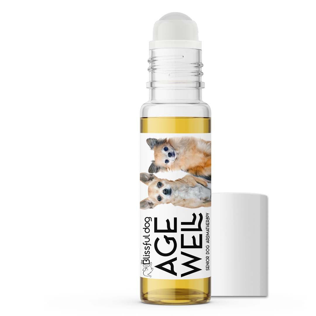 senior chihuahua aromatherapy