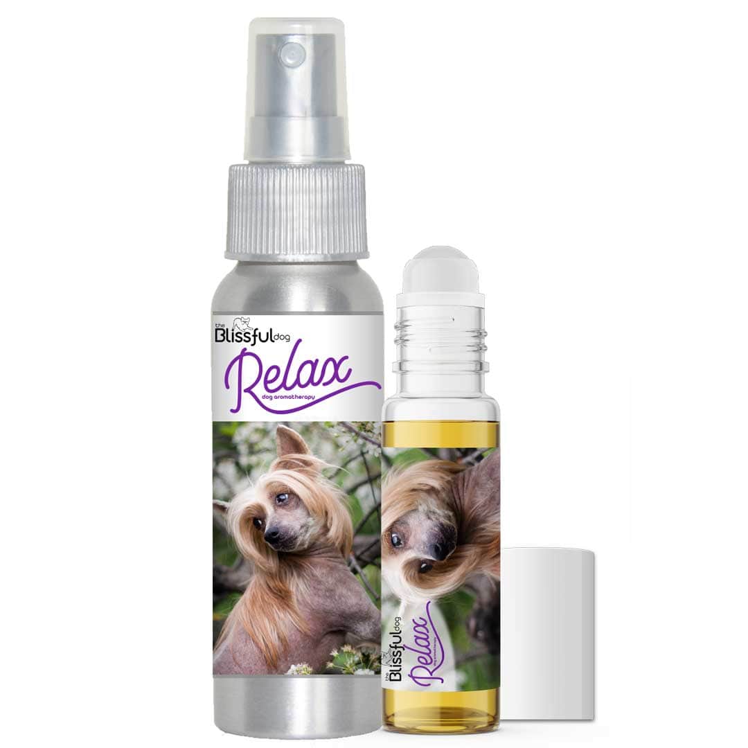 chinese crested relax dog aromatherapy