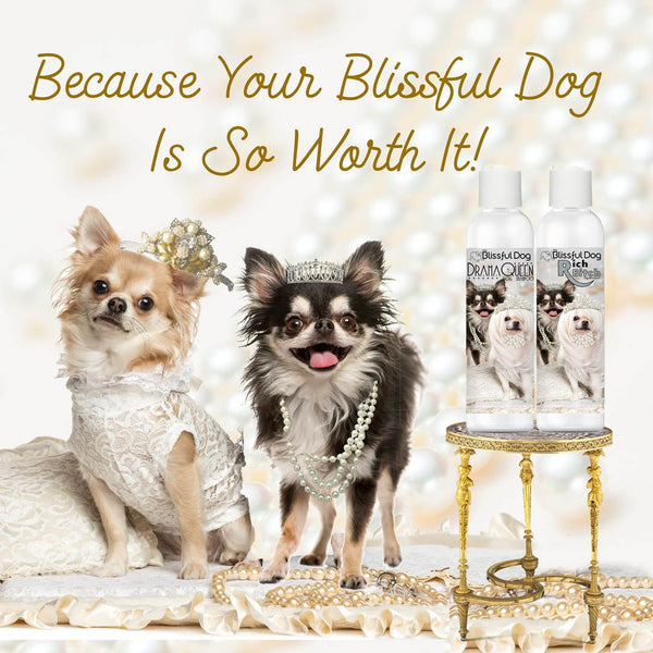 Best shampoo for short hair chihuahua outlet