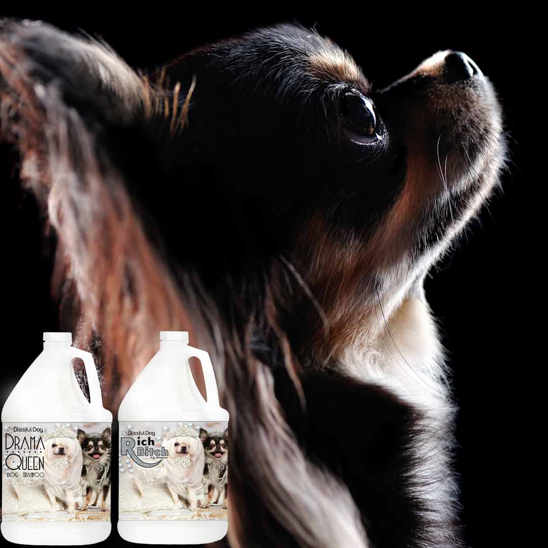 Chi dog shampoo best sale