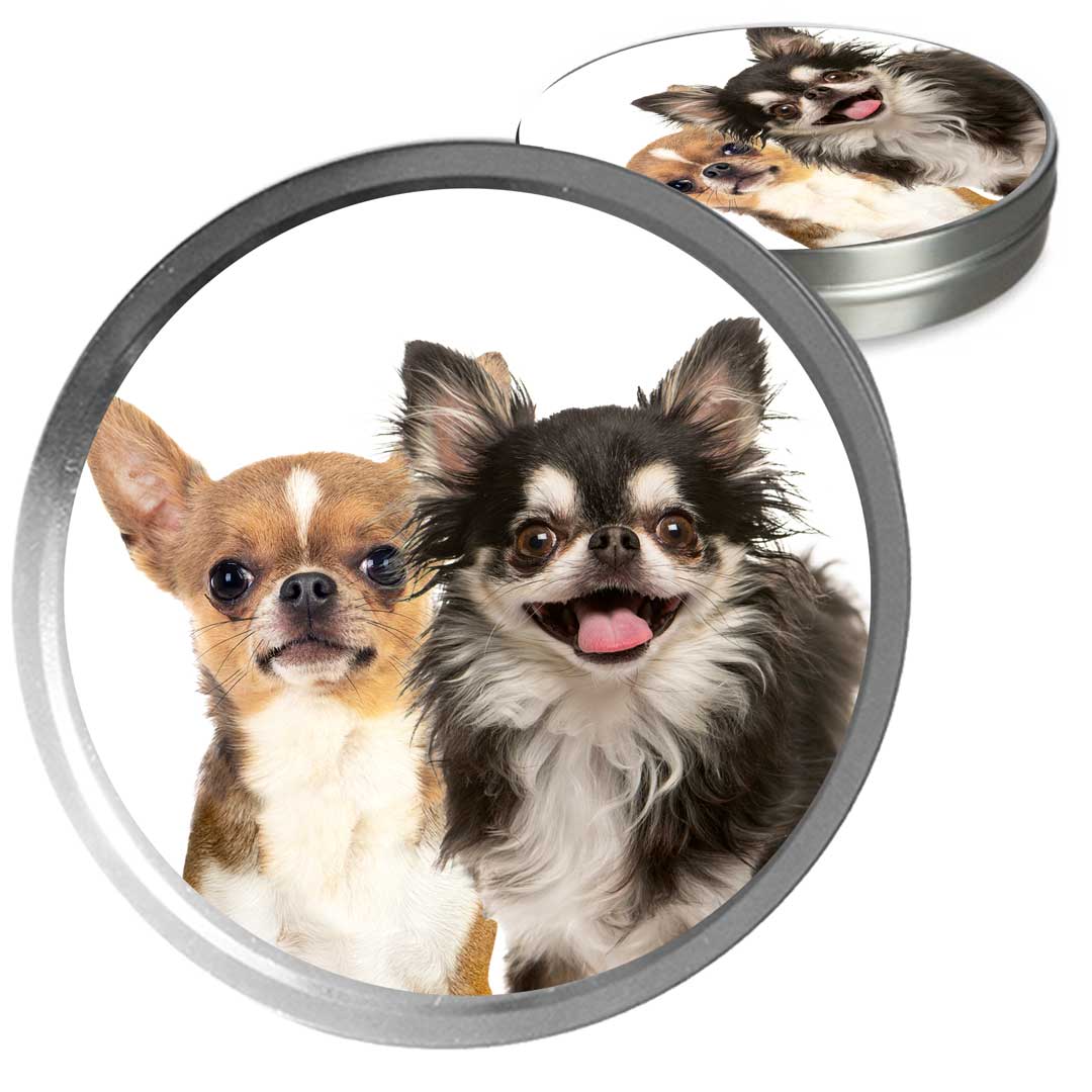 long-coat chihuahua tricolor