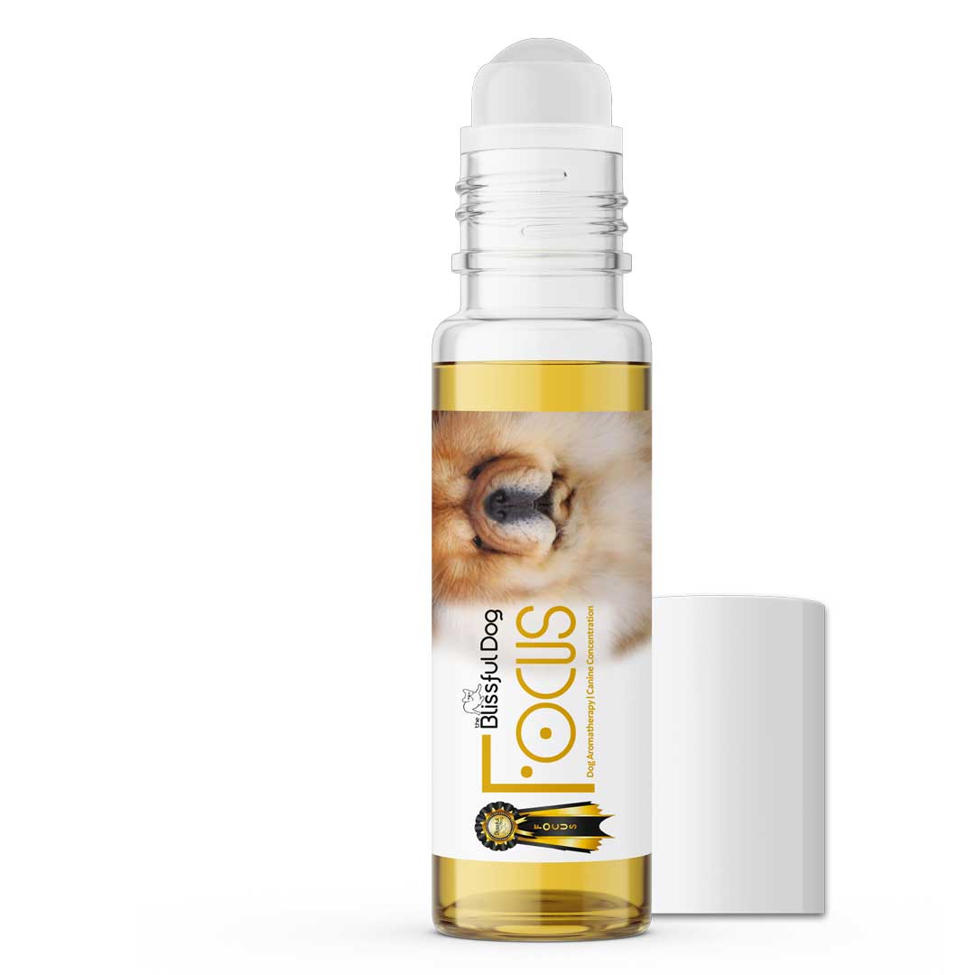 Chow dog aromatherapy