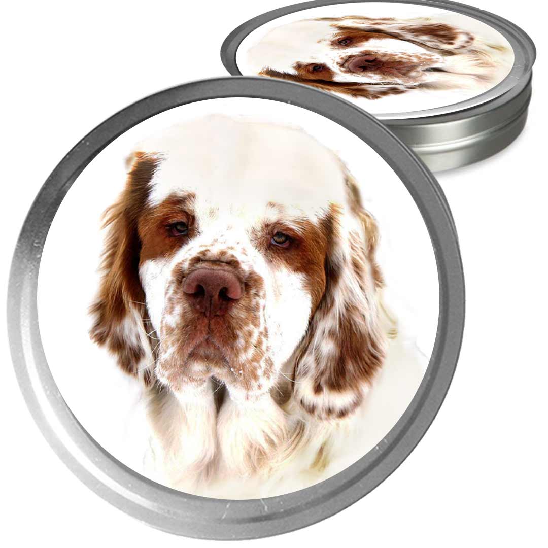 Clumber spaniel head study