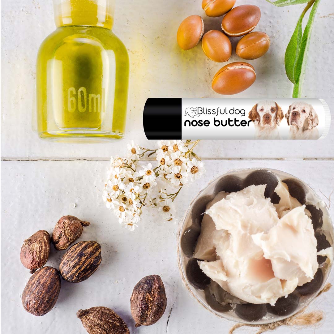 clumber spaniel chapped nose