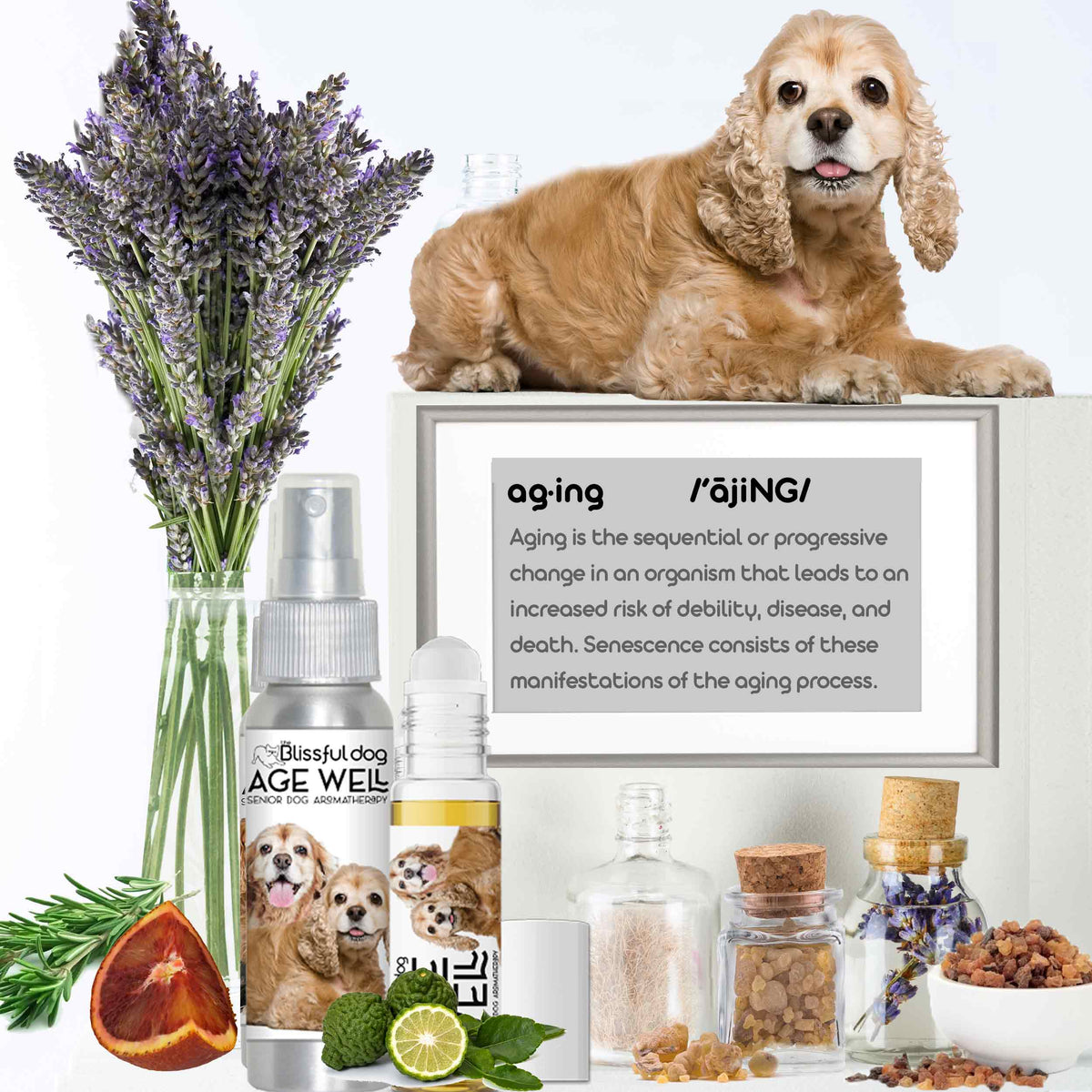 cocker spaniel getting old