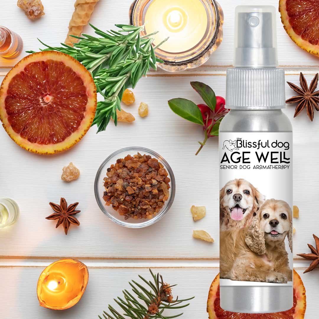cocker spaniel senior aromatherapy