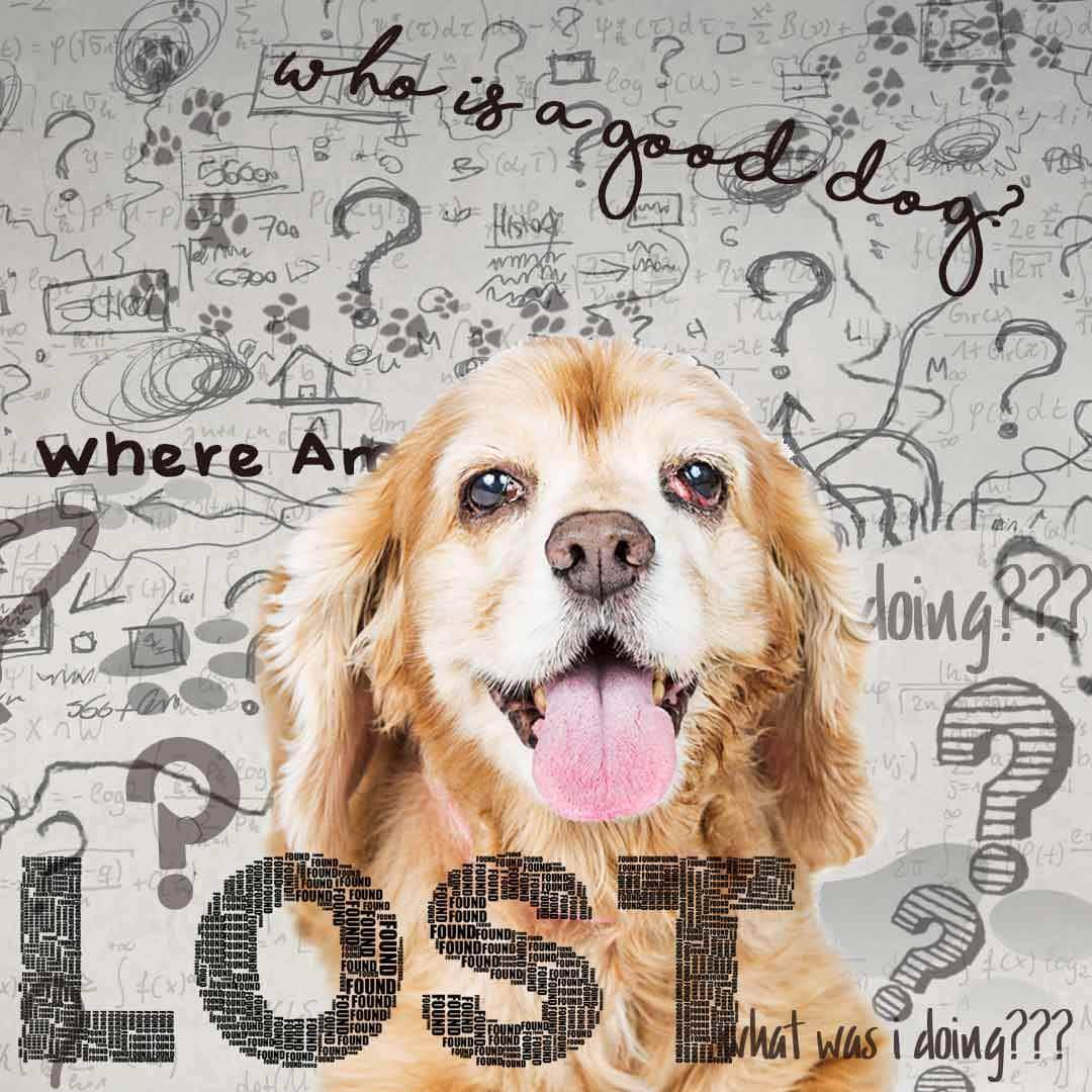 Cocker Spaniel Cognitive Issues