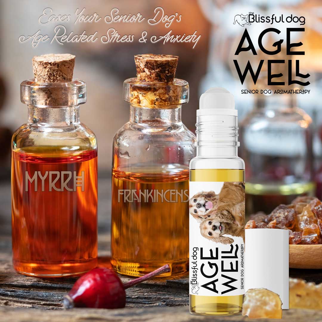 cocker spaniel senior