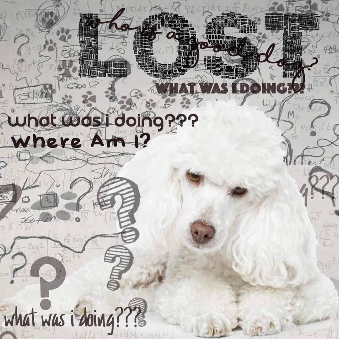 Poodle Age Well Dog Aromatherapy