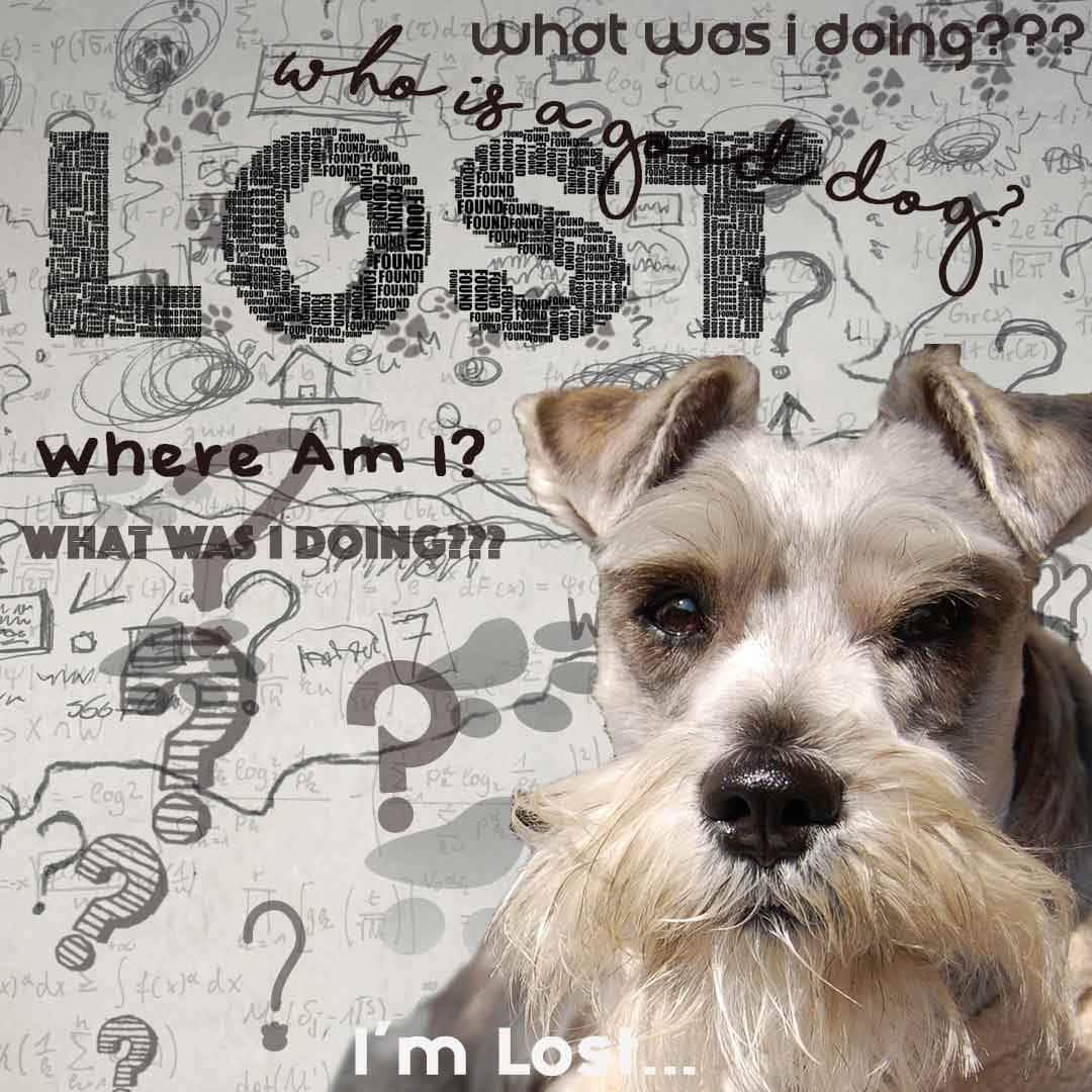 Schnauzer Age Well Dog Aromatherapy