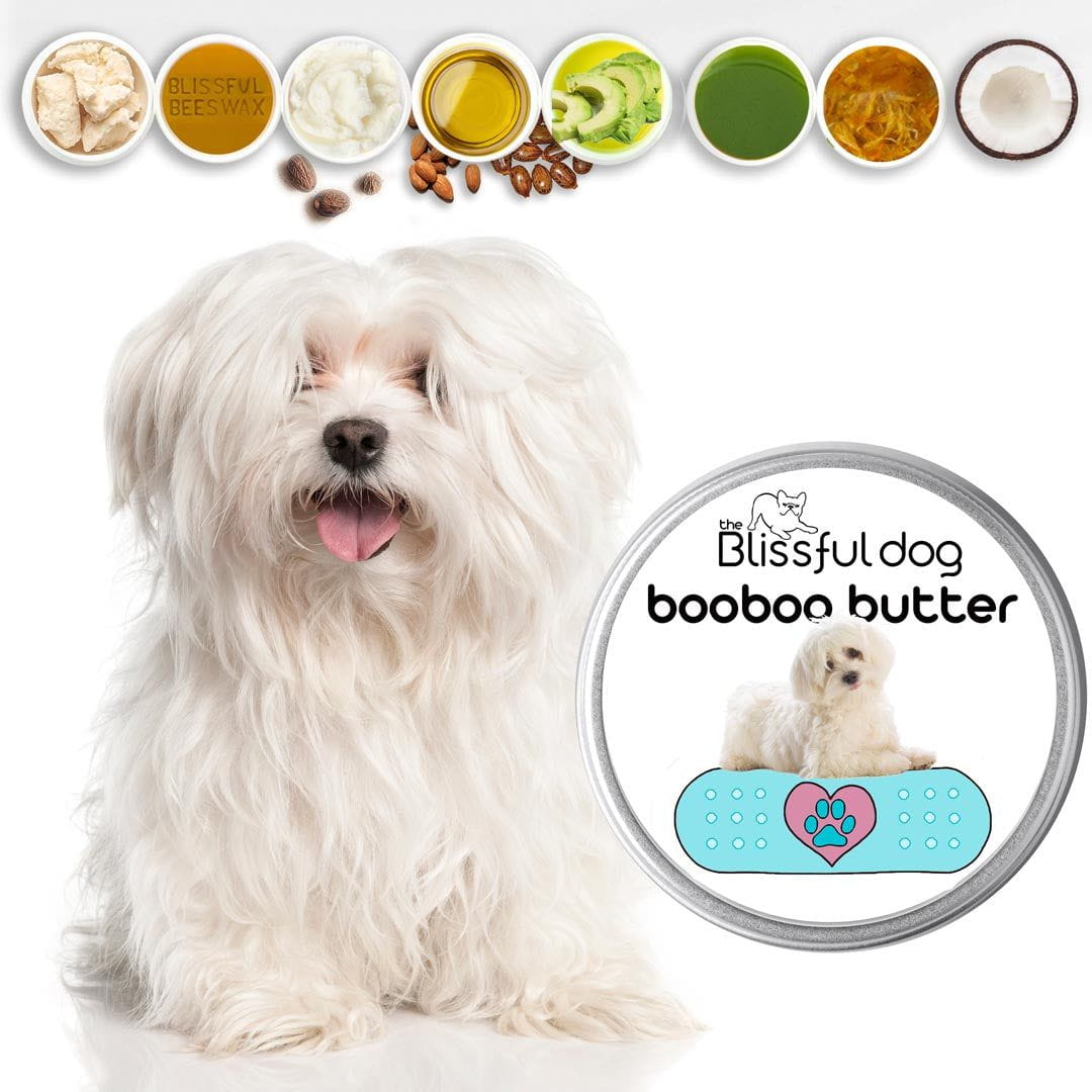 The Dog Natural Treatment for Coton de Tulear Skin Problems