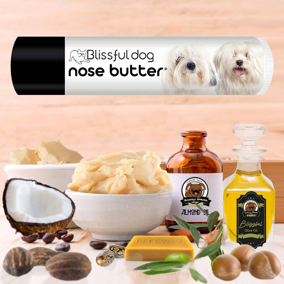 Coton de Tulear dry nose