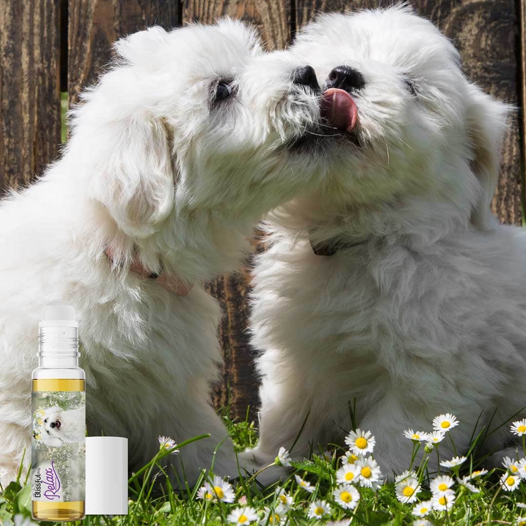 Pom shop coton dog