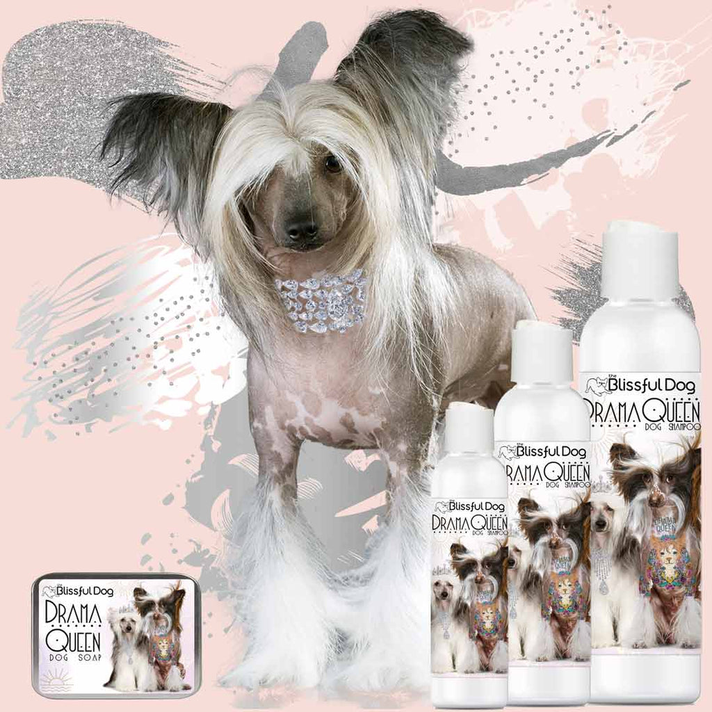 Drama Queen Best Shampoo For Yorkies The Blissful Dog Drama Queen