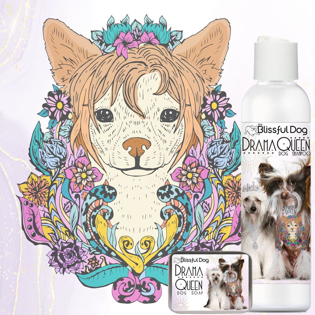 Chinese Crested powderpuff shampoo